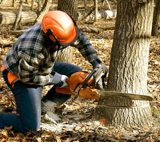 Tree Removal in Haddock, GA